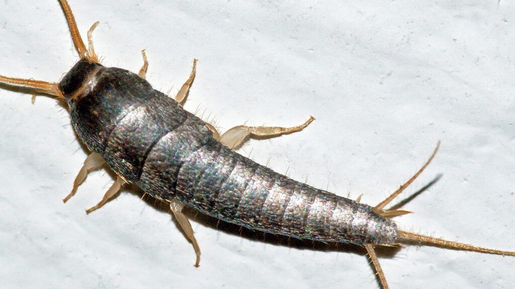 insetti della polvere 2 - Tecnologia e Ambiente