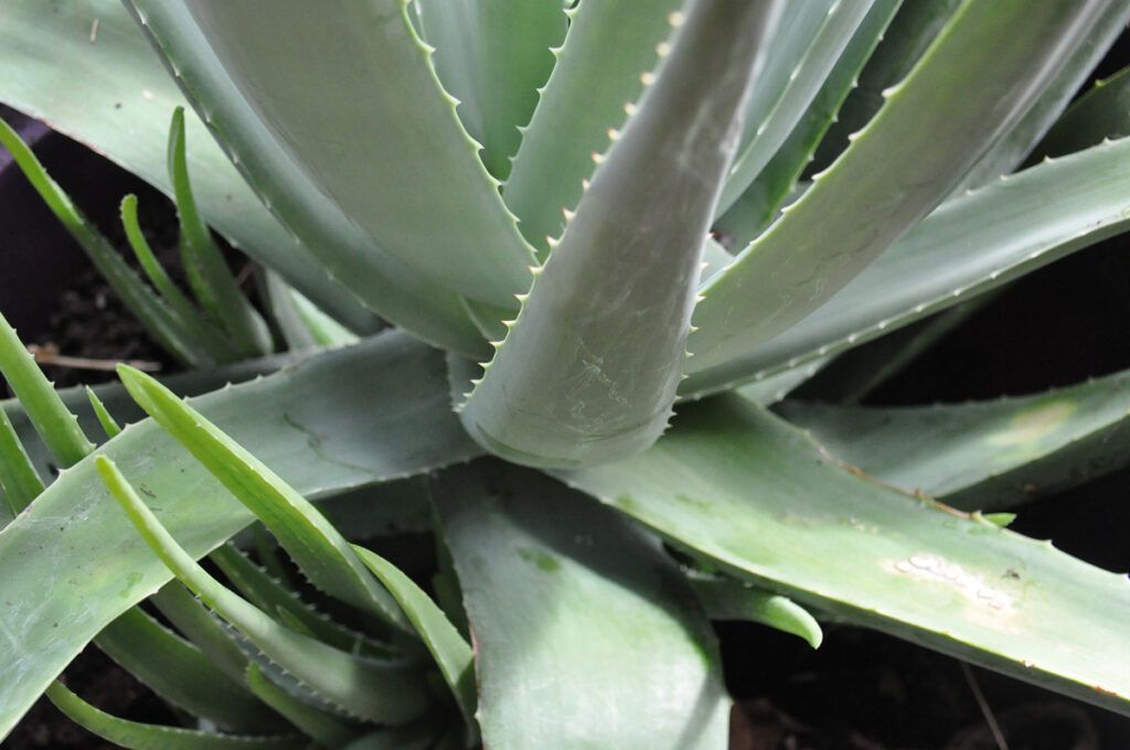 Aloe vera succo benefici