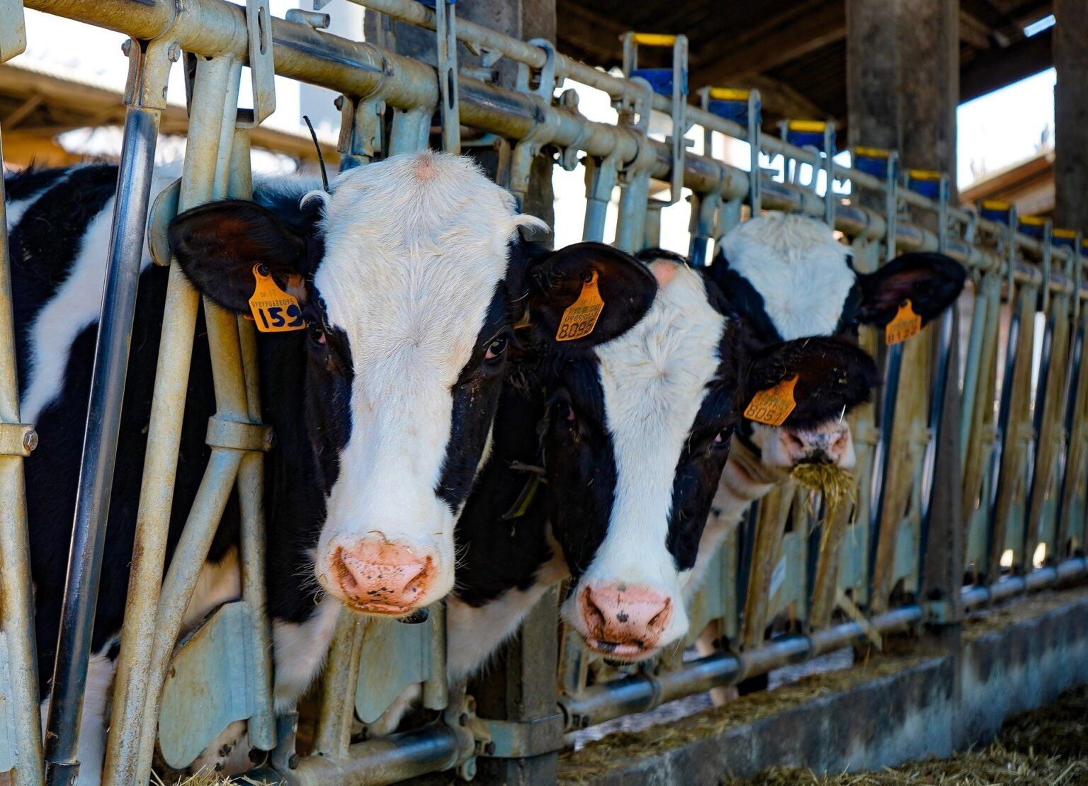 La Casa Degli Animali Uniti Per La Coda