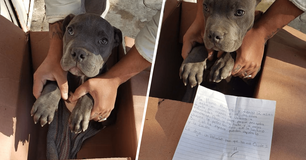 cagnolino cucciolo maltrattamenti padre