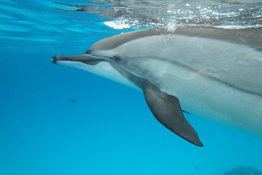 delfini si adattano