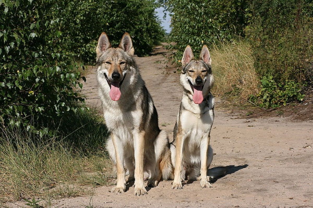 cane lupo cecoslovacco