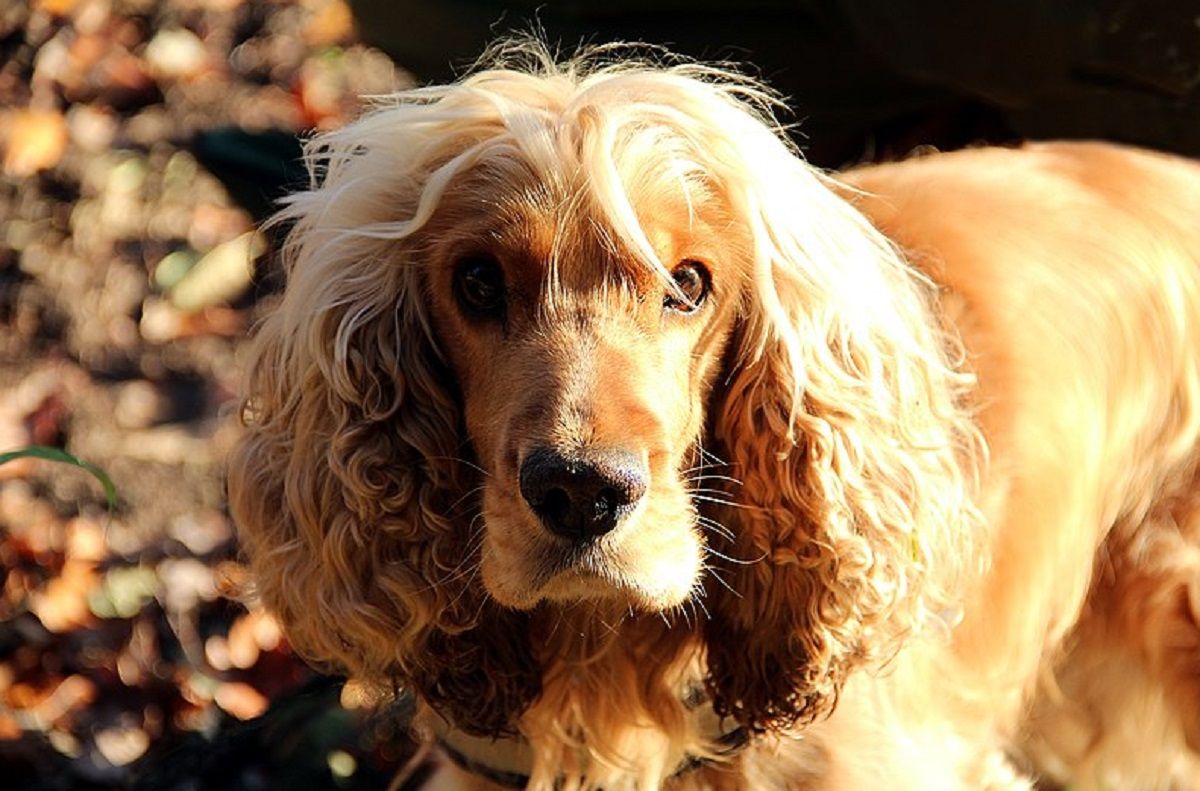 cocker spaniel