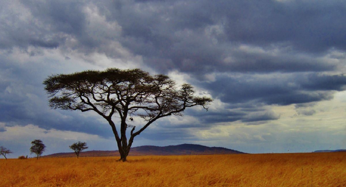 piantumazione alberi