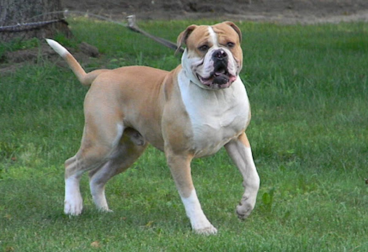 bulldog americano