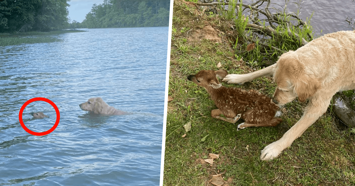 cane salva un cerbiatto caduto nel lago