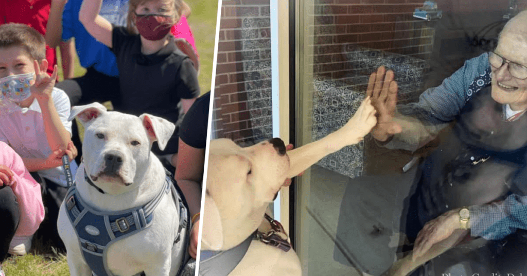 Cole, il Pitbull sordo salvato dal rifugio che porta la gioia ad ...