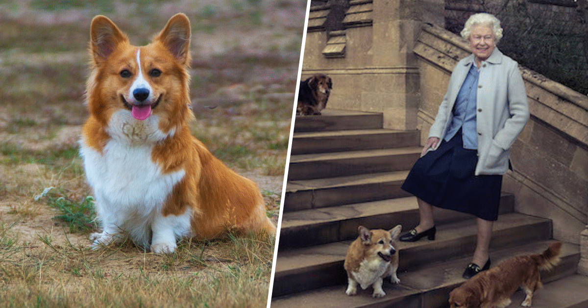 corgi regina elisabetta