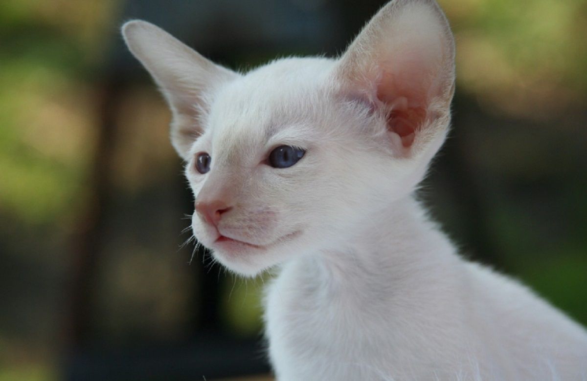 cornish rex