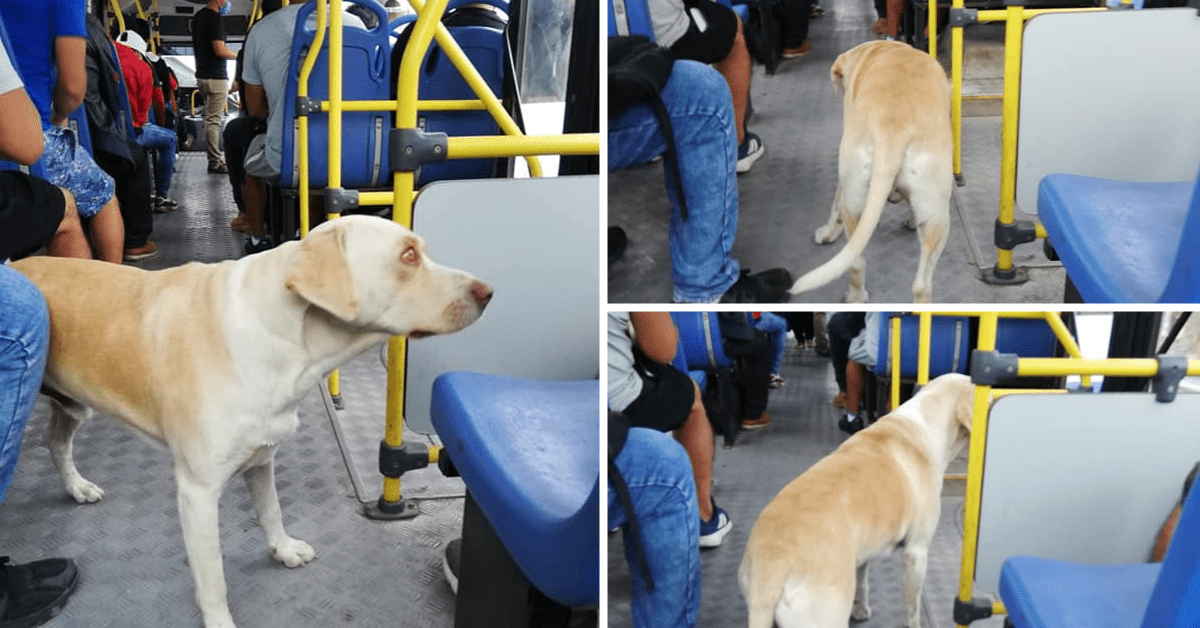 gringo proprietario autobus