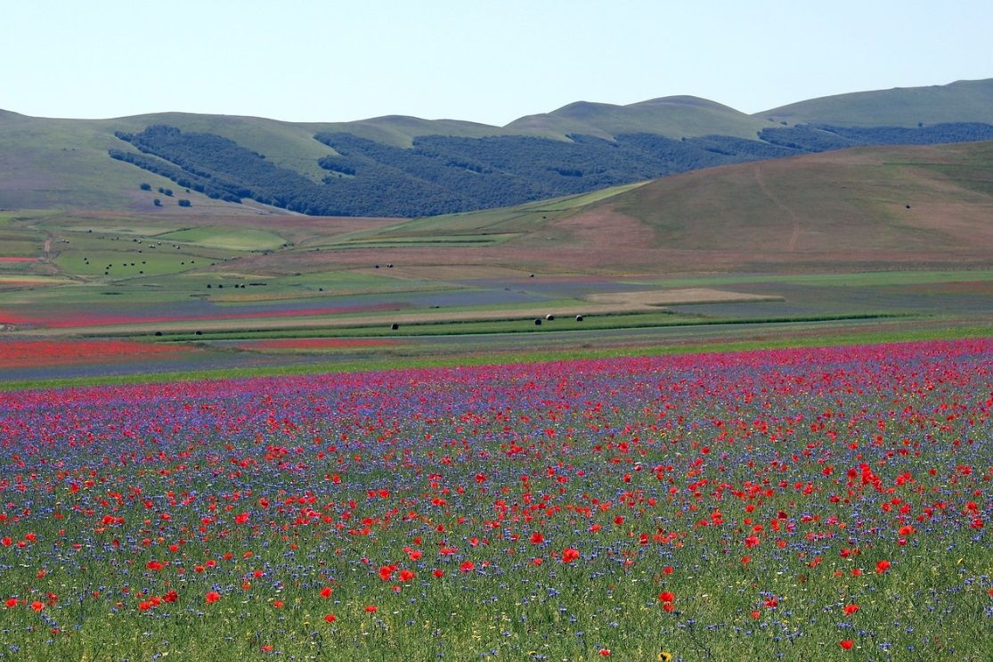 castelluccio di norcia fioritura