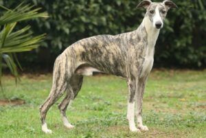 whippet levriero