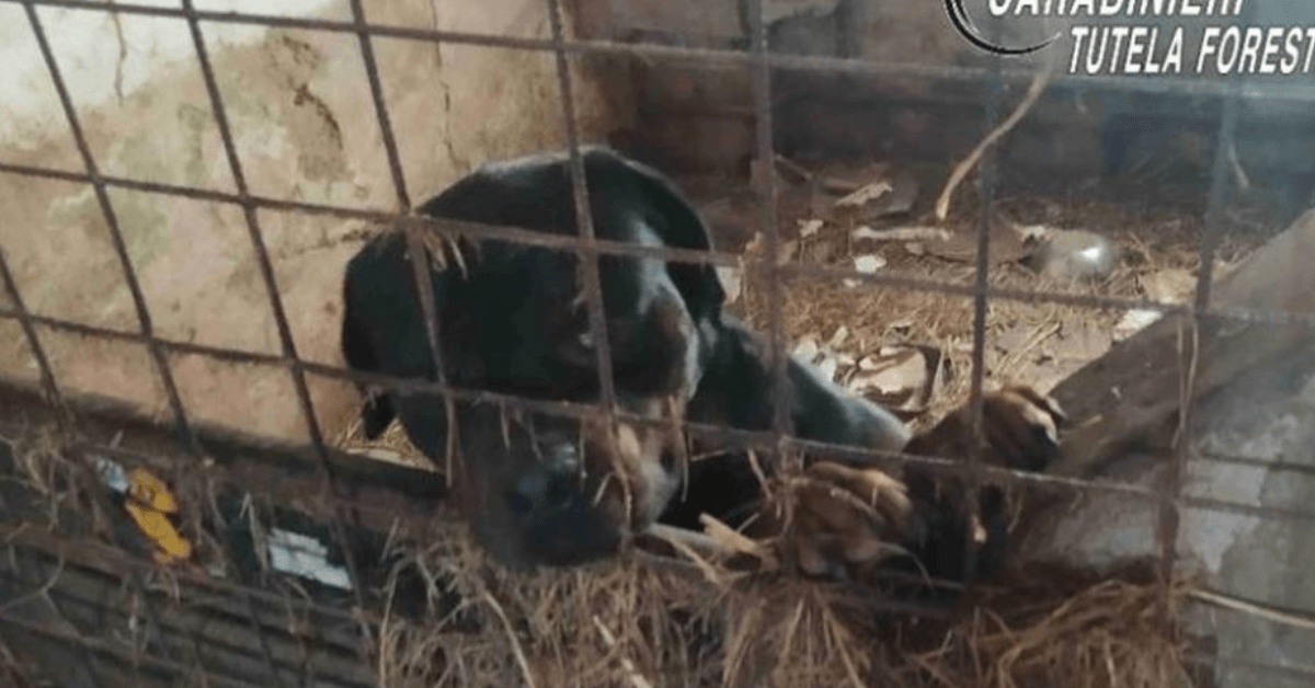 16 cani tenuti in pessime condizioni carabinieri