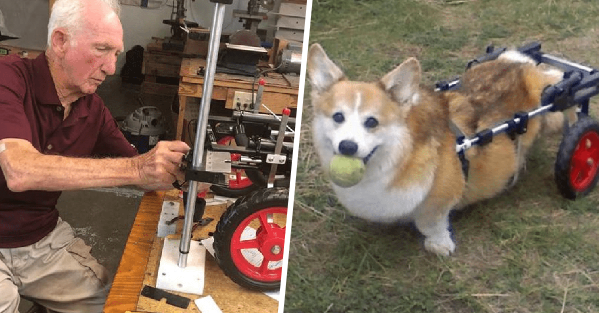 a 90 anni costruisce sedie a rotelle per animali