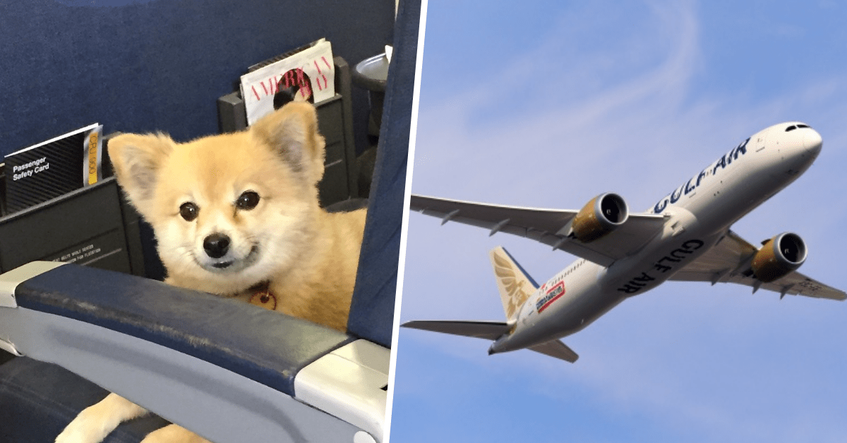 animali a bordo compagnia aerea