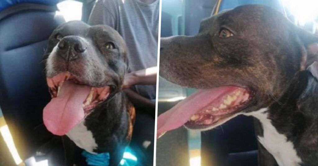 cane esce di casa e prende autobus per il mare