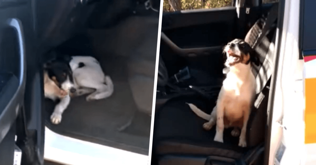 si cucciolo abbandonato in autostrada volante poliziotti lo adottano