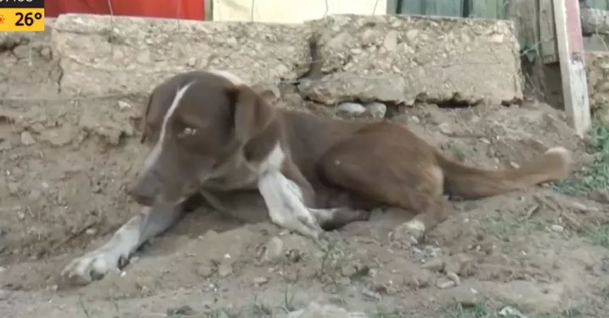 muore miniera cane continua a cercarlo