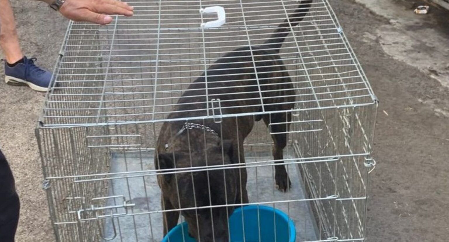 Partinico Cane Lasciato In Balcone Sotto Il Sole Salvato Dai Vigili 