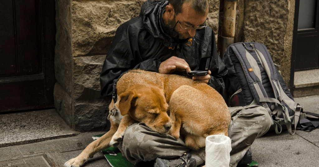senzatetto cani clochard foto free pixabay