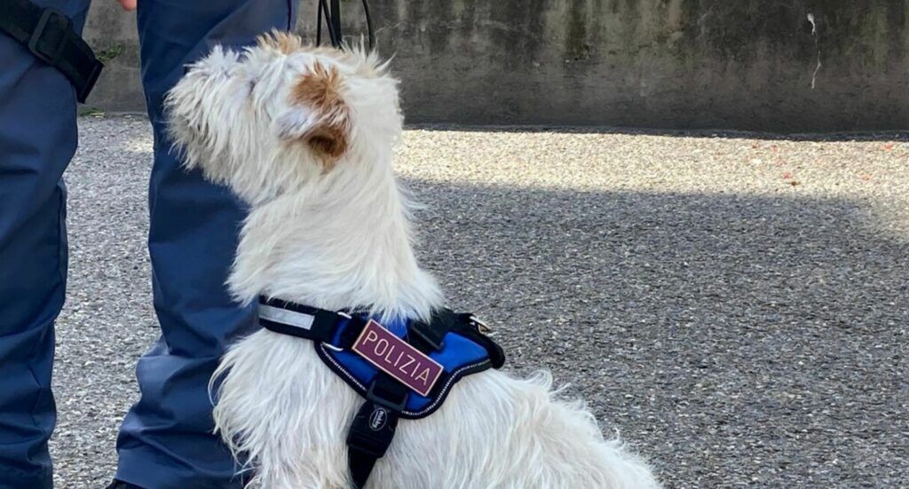 Police Dog K9 Challenge Münze Dünne Blaue Linie Polizistin Hund Gebetsmünzen Geschenk - Foto 8
