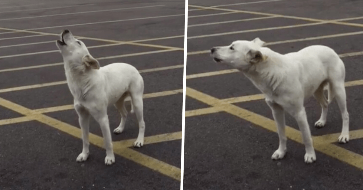 cagnolina abbandonata piange e si dispera