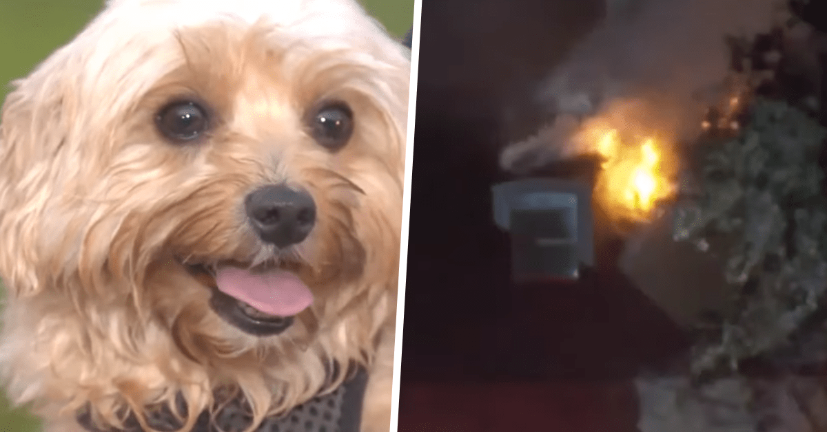 cagnolina salva proprietario incendio casa distrutta