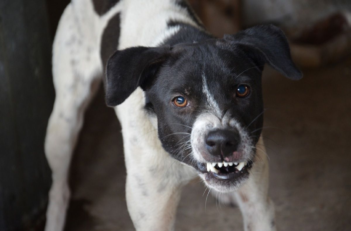 aggressività cane