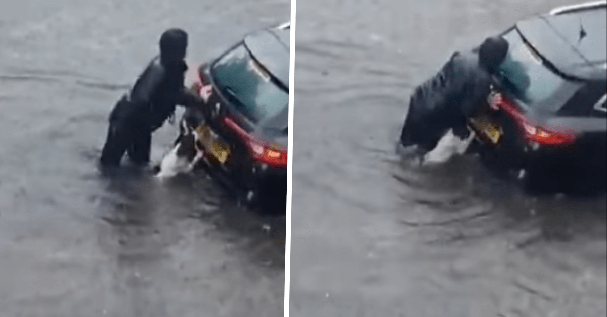 cane aiuta proprietaria a spingere auto