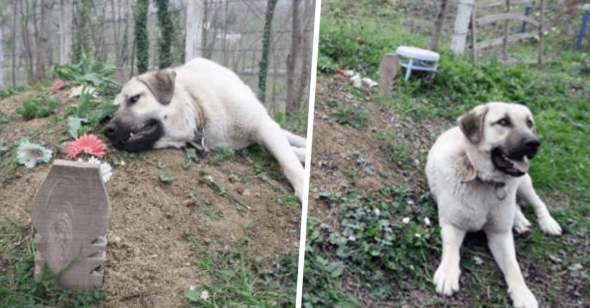 cane fedele proprietario tomba