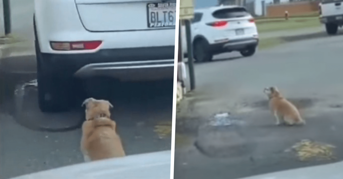 cane in fila al fast food