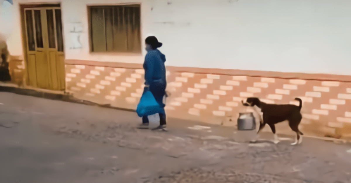 cane porta spesa zampa