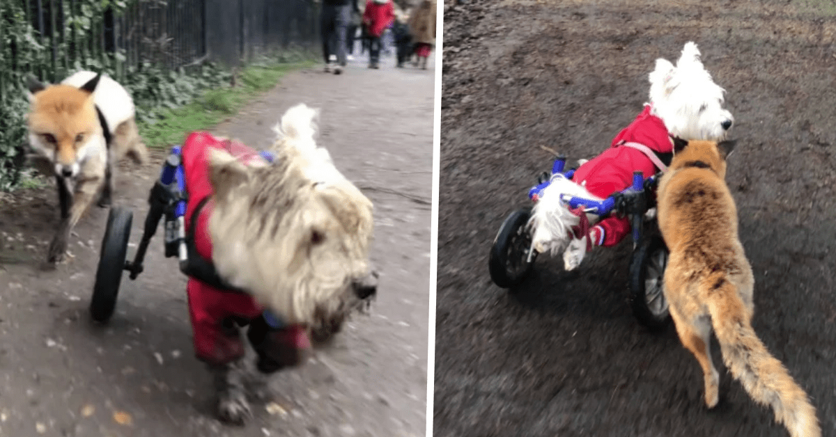 cane volpe amicizia sedia a rotelle