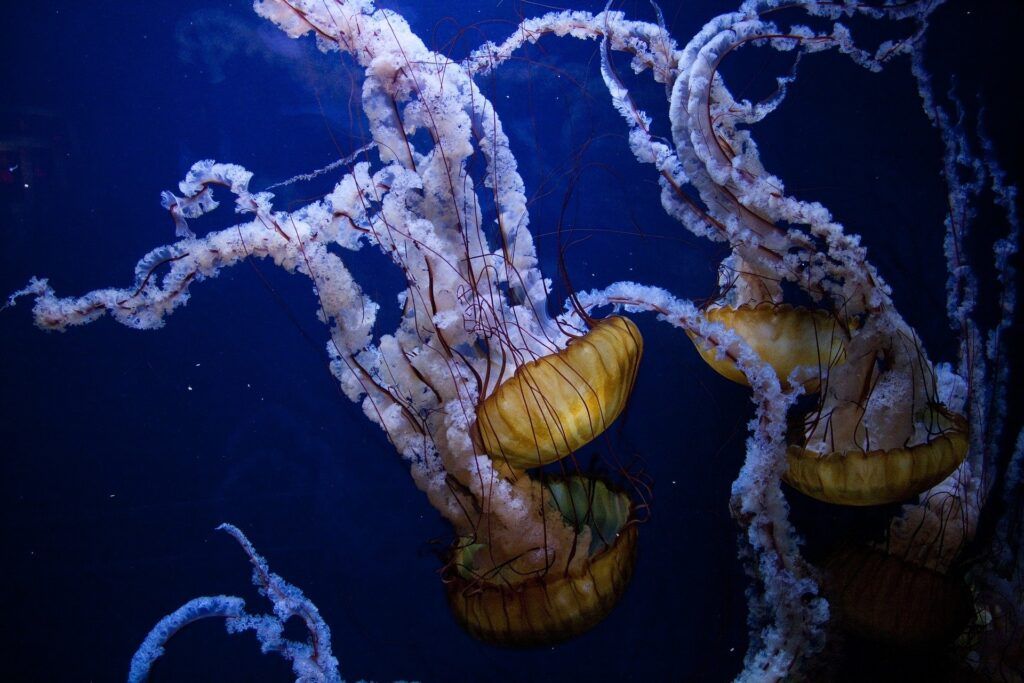 meduse