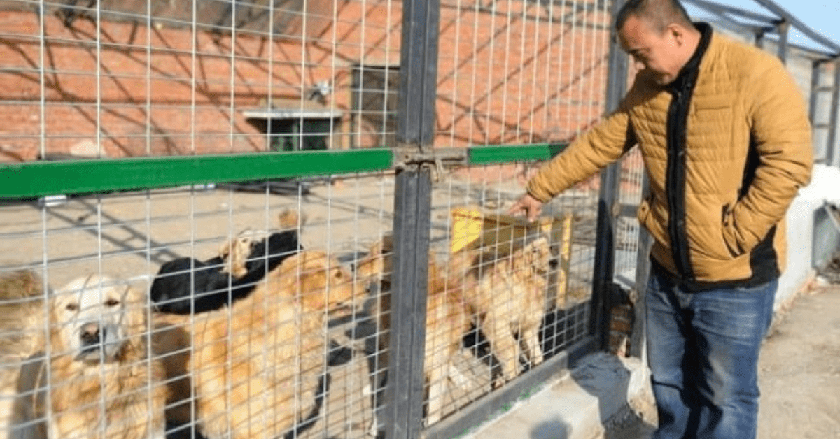 milionario cinese rifugio cani