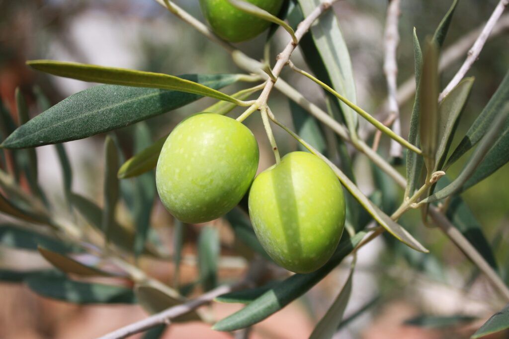 produzione di olive