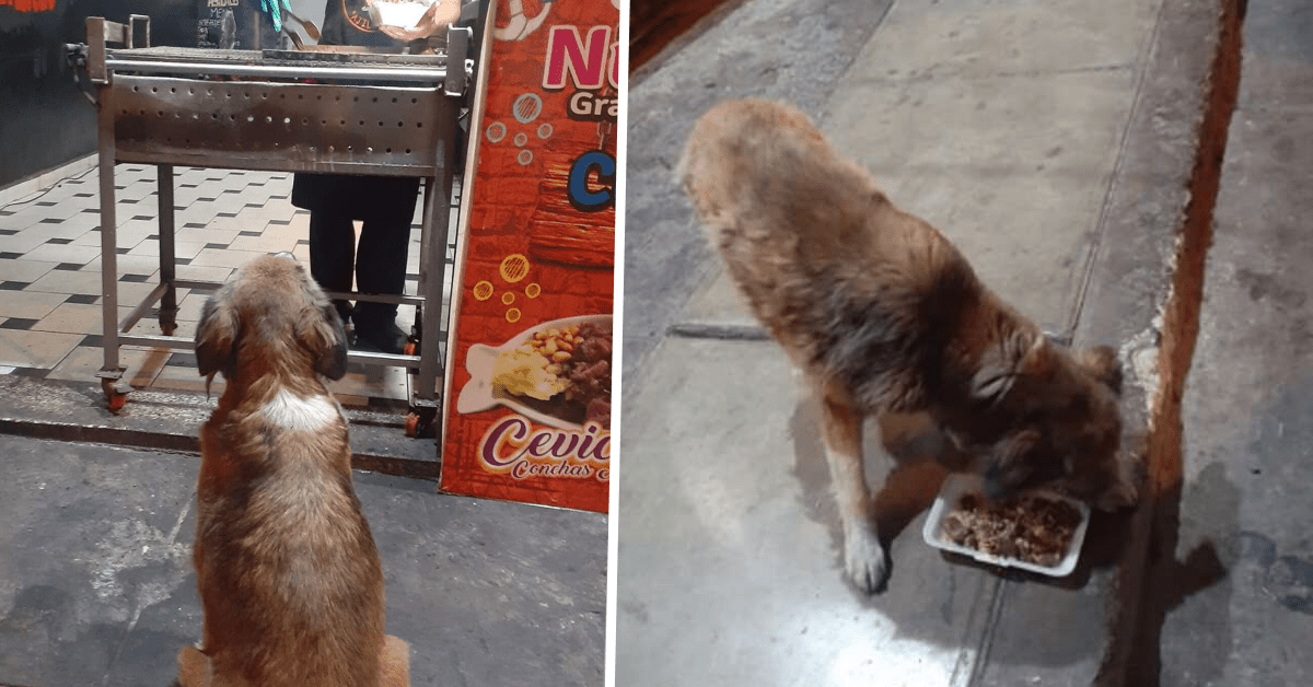 ristorante sfama cani randagi