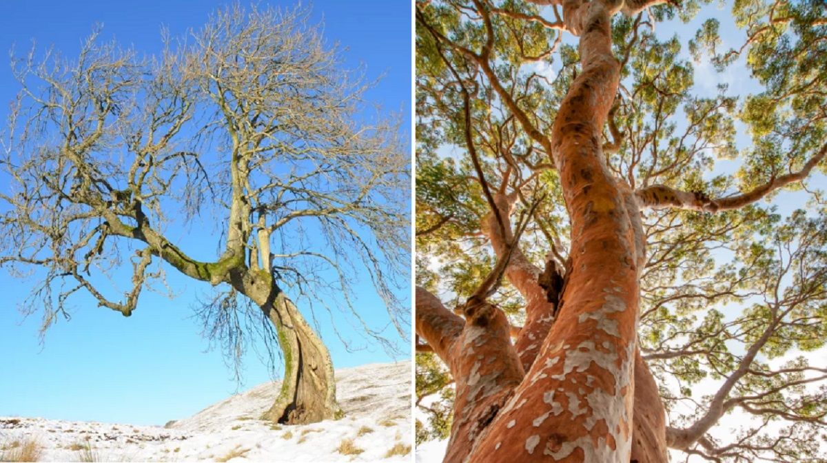 alberi estinzione