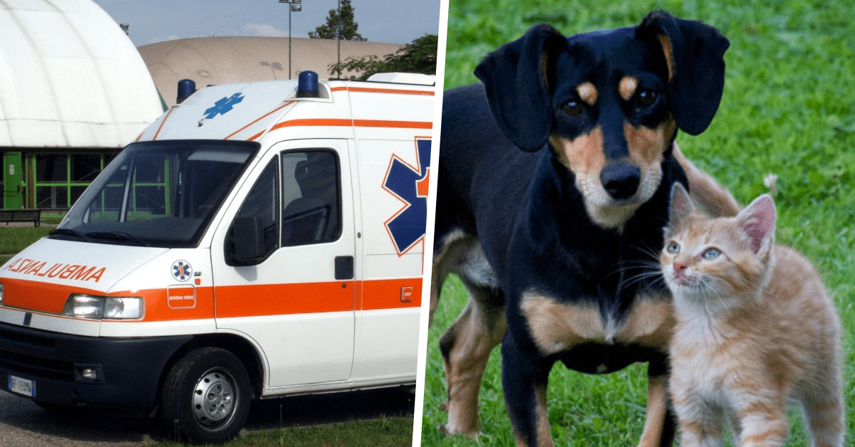 ambulanza cani gatti animali