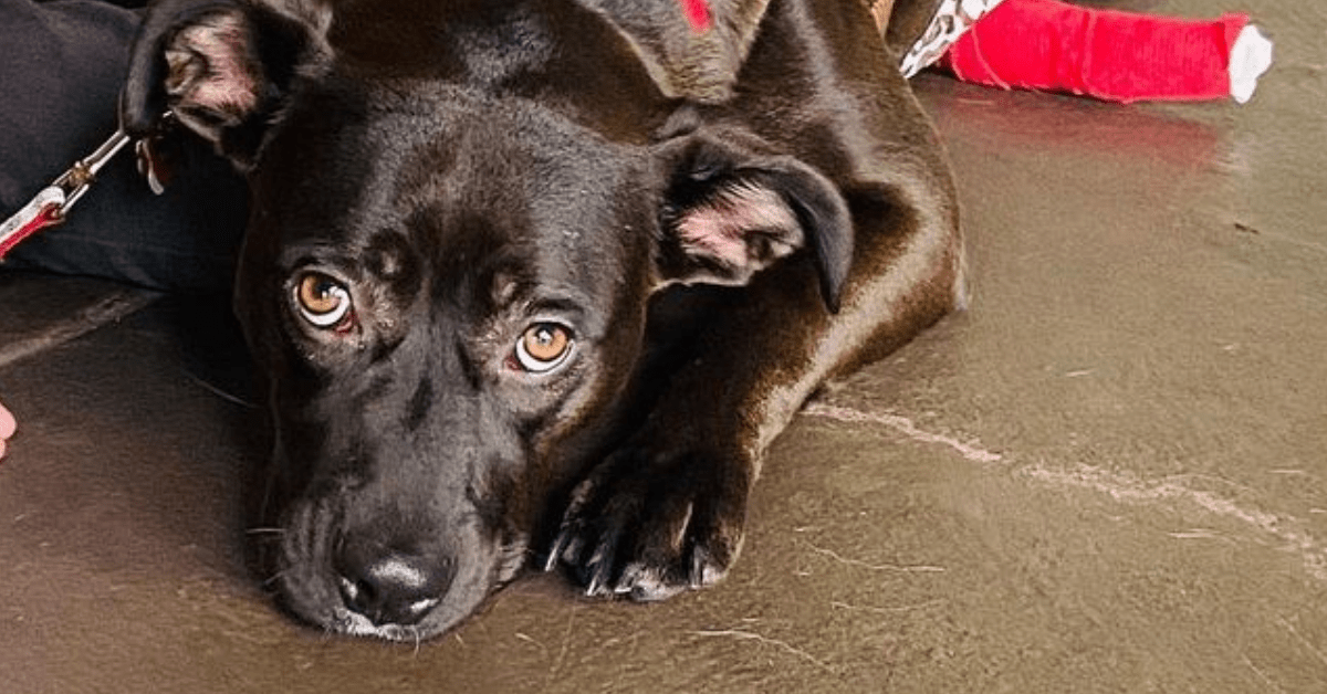 bailey mamma protegge cuccioli