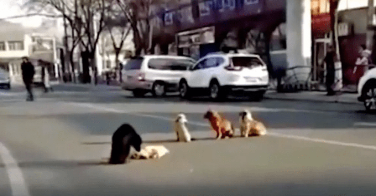 bloccano la strada cani amico