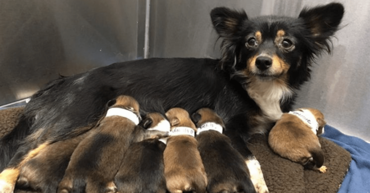 cagnolina incinta bambini