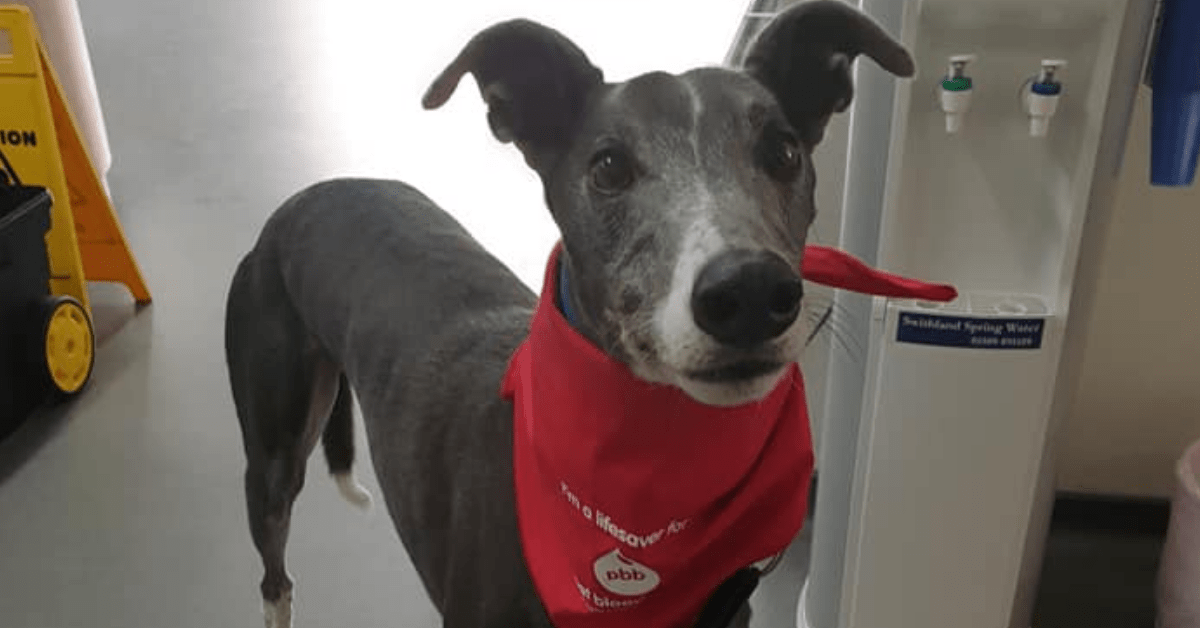 levriero salva 88 cani donando il suo sangue raro 1