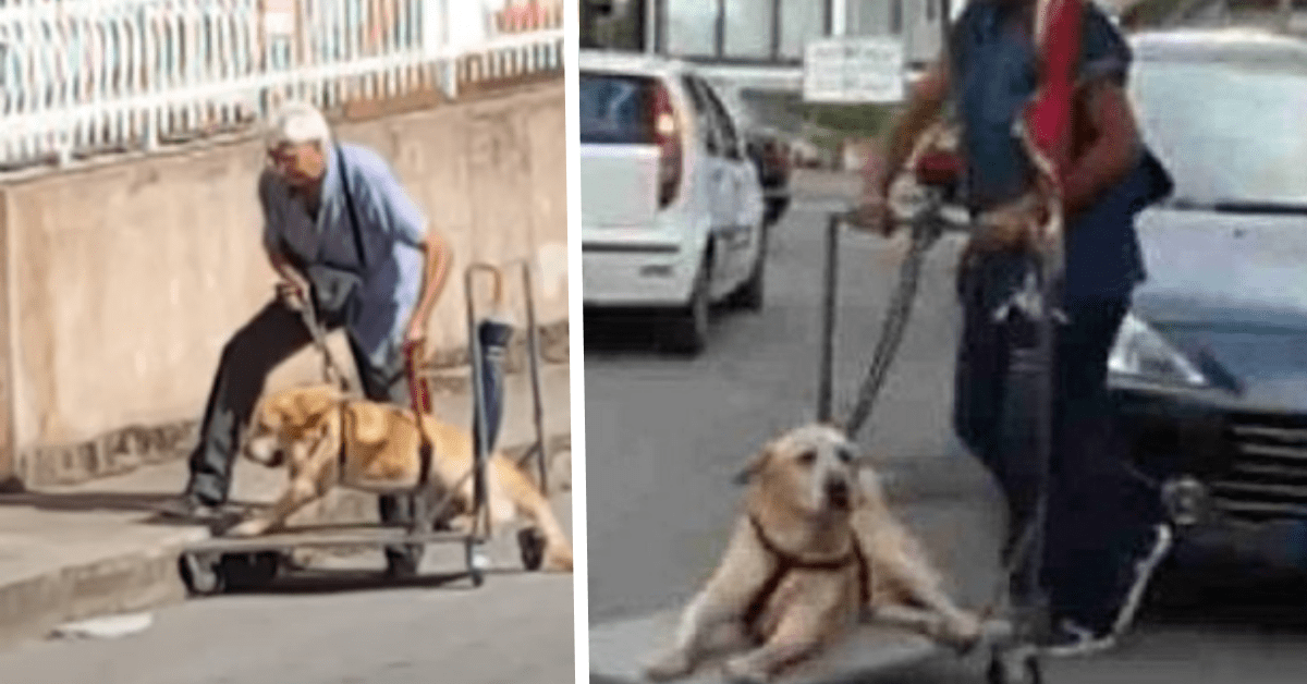 tonino cane disabile dylan