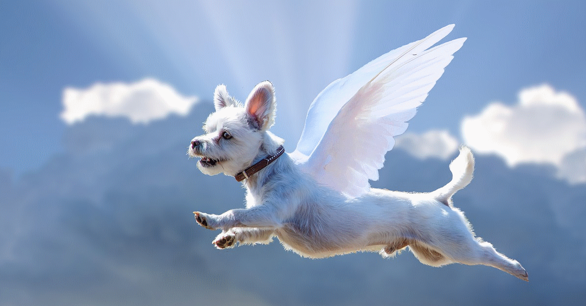 animali non muoiono mai nei nostri cuori cane angelo