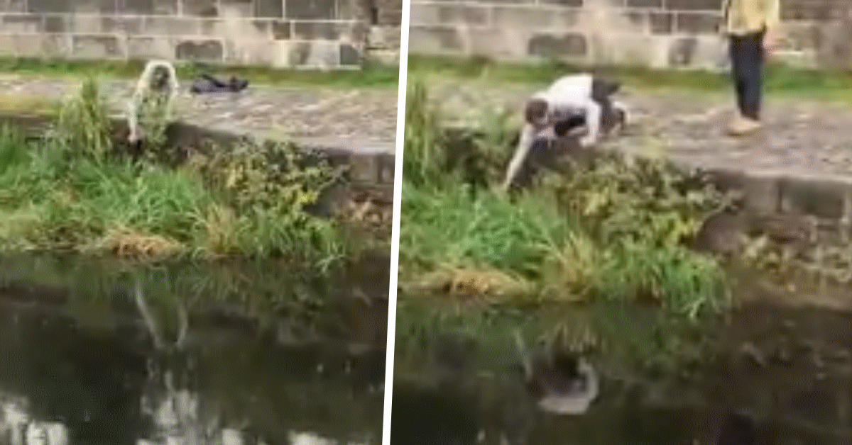 cagnolino caduto nel fiume