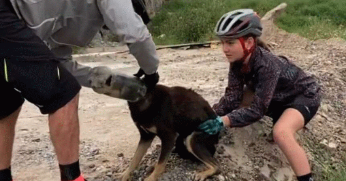 cane incastrato bottiglia ciclisti di