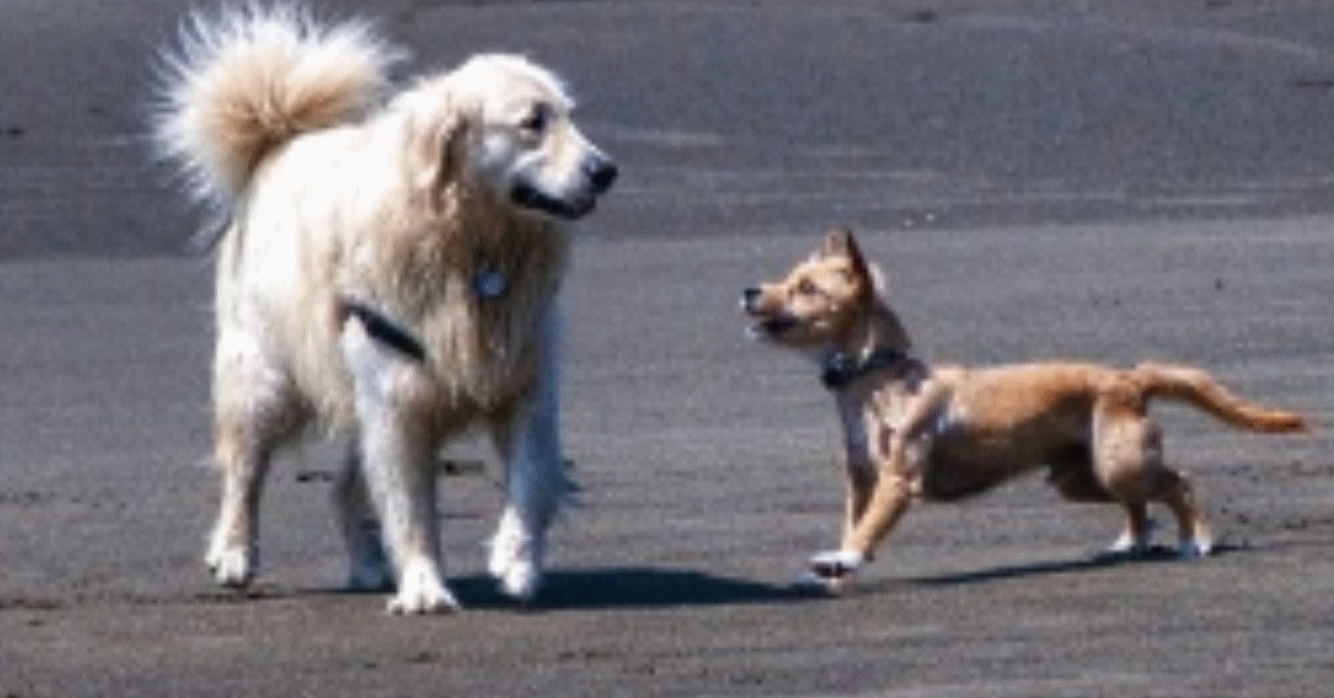 cani bloccati su isolotto