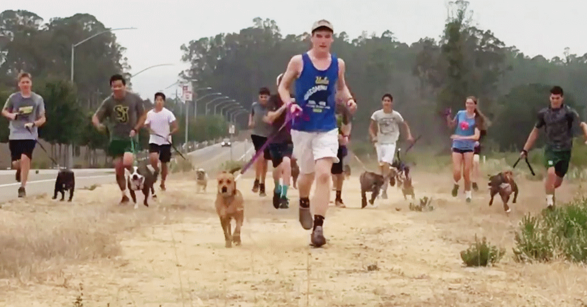 cani rifugio corsa campestre squadra