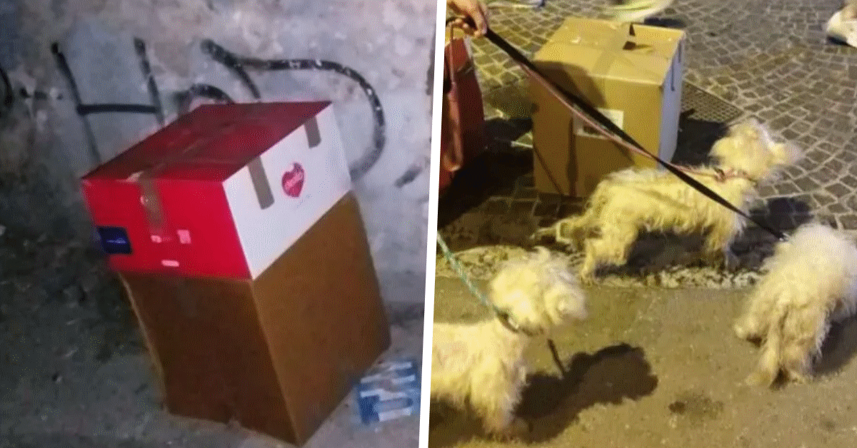 cuccioli maltese abbandonati in due scatoloni